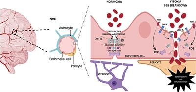 Gestational Hypoxia and Blood-Brain Barrier Permeability: Early Origins of Cerebrovascular Dysfunction Induced by Epigenetic Mechanisms